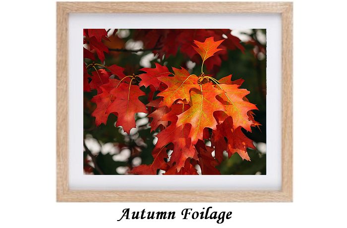 Autumn Foilage Framed Print